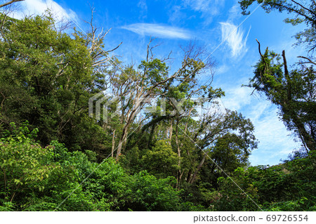 湘南三浦半島未開發的Koamiyo森林，秋天的天氣和雲 69726554