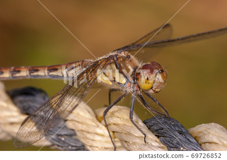 Taken with a brown dragonfly that stops on a rope 69726852