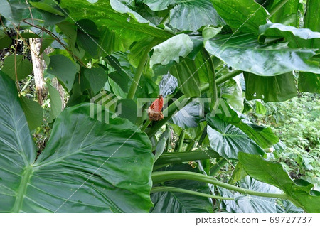 Alocasia fruit and leaves 69727737