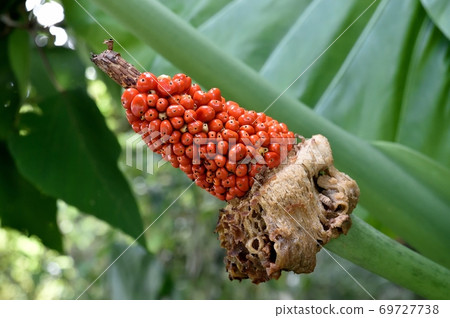 Kwazuimo fruit Kwazuimo fruit 69727738