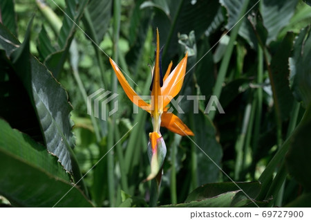 Sutorerichia 69727900