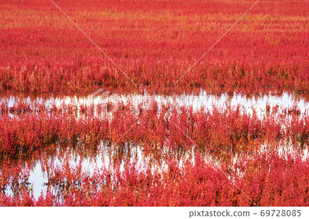 Lake Notoro coral grass community 69728085