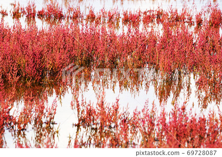 諾托羅湖珊瑚草社區 諾托羅湖珊瑚草社區 69728087