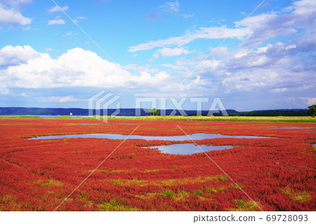 Lake Notoro coral grass community Lake Notoro coral grass community 69728093