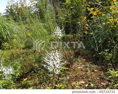 貓的鬍鬚也叫貓鷹是一朵白花 貓的鬍鬚也叫貓鷹是一朵白花 69728732