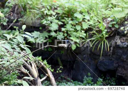 Shiokaratombo that sticks to branches Shiokaratombo that sticks to branches 69728748