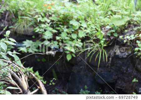 Shiokaratombo that sticks to branches Shiokaratombo that sticks to branches 69728749