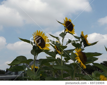  Speaking of summer flowers, yellow sunflower 69728904