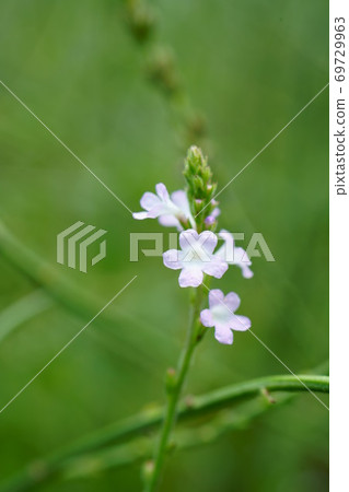 1482 Verbena 69729963