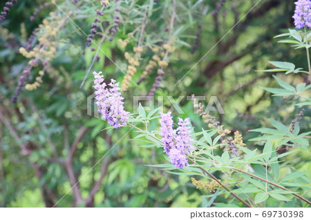 Carrot carrot flower 69730398