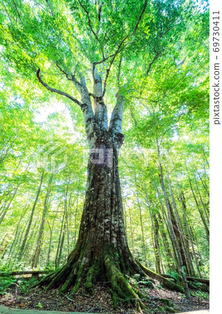 Buna giant tree (vertical) 69730411