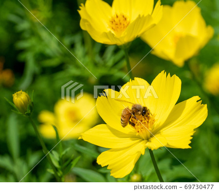 Bee and Kivanacosmos Bee and Kivanacosmos 69730477