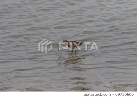 柏木餵養 69730600