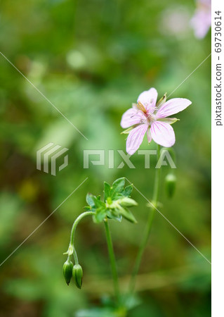 1495 Tachifuuro 69730614