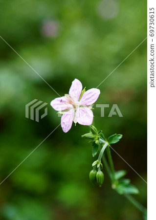 1494 Tachifuuro 69730615