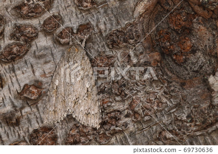 Creatures, insects, Shiroshita Kenmon, large but sober. Light brown hair bundles and white spots on the wings on the back Creatures, insects, Shiroshita Kenmon, large but sober. Light brown hair bundles and white spots on the wings on the back 69730636