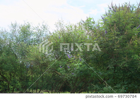 胡蘿蔔胡蘿蔔花 胡蘿蔔胡蘿蔔花 69730784