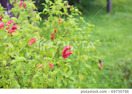 Coevisco的花朵 Coevisco的花朵 69730786