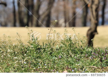 Shepherd's purse that grows in the field Spring seven herbs Penpen grass 69730835
