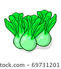 Bok choy or chinese cabbage vegetable vector illustration isolated on white background 69731201