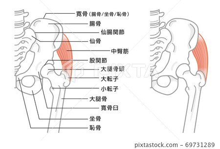髖部和骨盆周圍的骨骼結構插圖 髖部和骨盆周圍的骨骼結構插圖 69731289