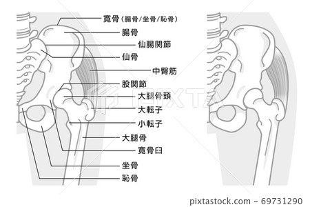 Bone structure around the hip joint and pelvis Illustration monotone Bone structure around the hip joint and pelvis Illustration monotone 69731290