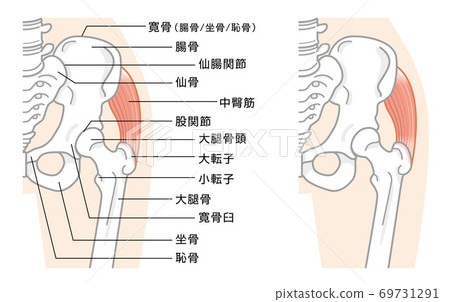 Illustration of bone structure around the hip joint and pelvis Illustration of bone structure around the hip joint and pelvis 69731291