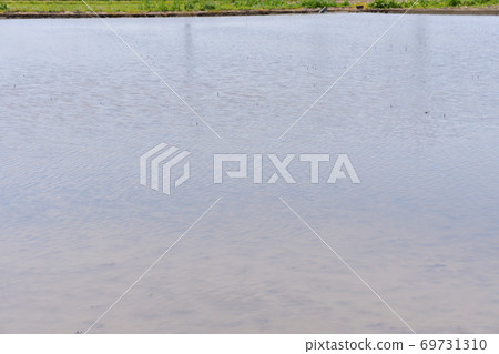 Playing mud in paddy fields 69731310