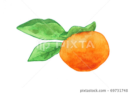 persimmon 69731748