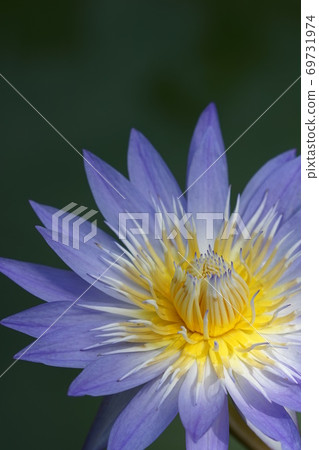 September Kamakura 1111 Tropical water lily, water lily family, Ofuna Flower Center September Kamakura 1111 Tropical water lily, water lily family, Ofuna Flower Center 69731974