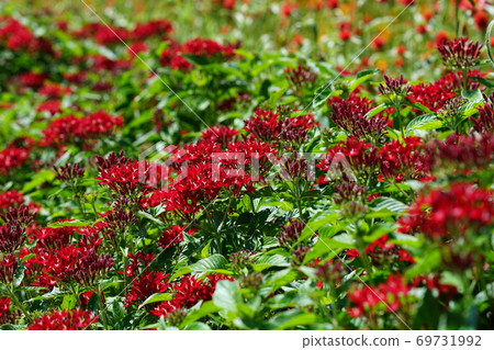 九月鎌倉1098彭圖斯茜家庭大船花中心 照片素材 圖片 圖庫