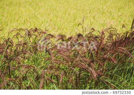 Red rice ears that hang down on the ground Normal rice ears background d-3 Film-like 2 Red rice ears that hang down on the ground Normal rice ears background d-3 Film-like 2 69732330