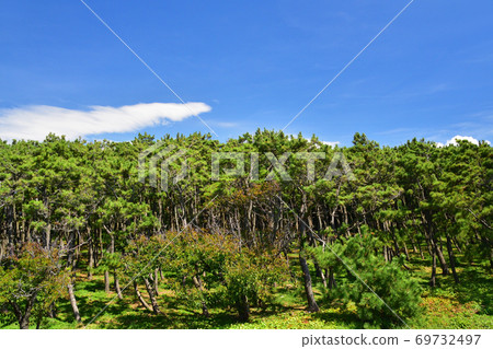 Scenery of Senbonmatsubara and Suruga Bay in Numazu City 69732497