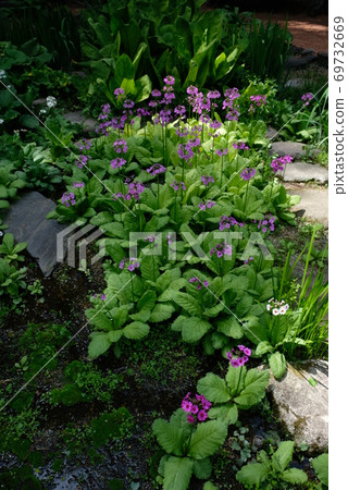 XT2 Ina Kantenpapa Garden 2018 Part 4 XT2 Ina Kantenpapa Garden 2018 Part 4 69732669