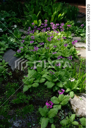 XT2 Ina Kantenpapa Garden 2018 Part 5 XT2 Ina Kantenpapa Garden 2018 Part 5 69732670