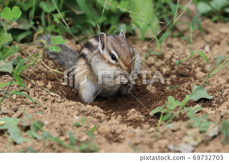 Chipmunk that digs out and eats food buried in the soil 69732703