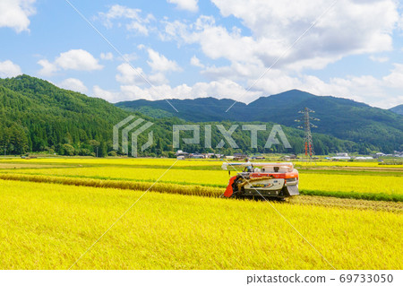 Rice reaping Rice reaping 69733050