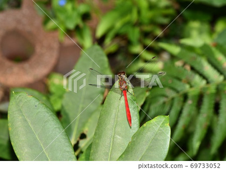Male Mayutate Akane Male Mayutate Akane 69733052