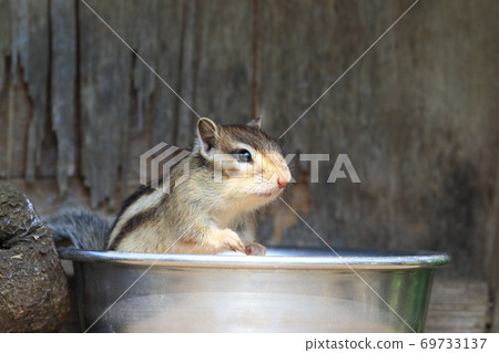 Chipmunk standing up in a bowl on the feeding table Chipmunk standing up in a bowl on the feeding table 69733137