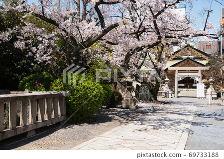 Sakuranomiya Shrine in Spring Sakuranomiya Shrine in Spring 69733188