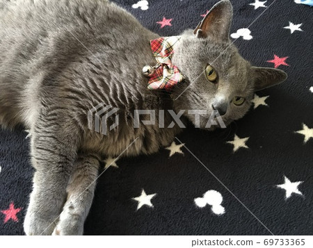 Cat Russian blue Cat Russian blue 69733365