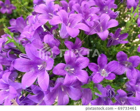 Campanula Ocean Campanula Ocean 69733461