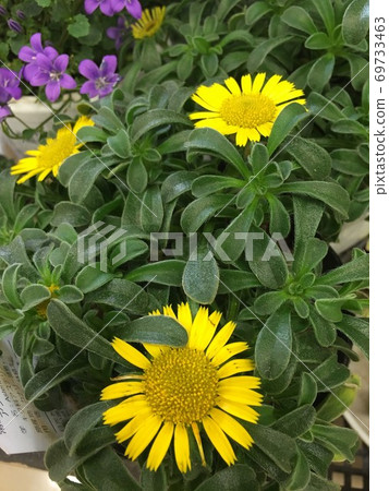 Asteriscus (gold coin) Asteriscus (gold coin) 69733463