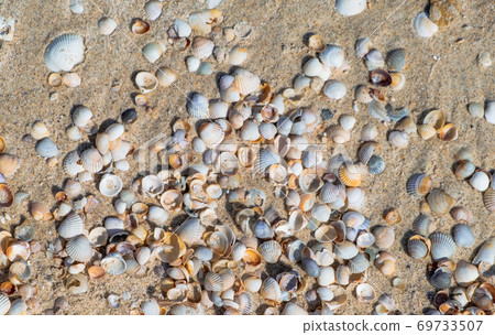 colorful sea shells background. Sea shells on sand. Summer beach background colorful sea shells background. Sea shells on sand. Summer beach background 69733507