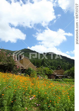 Thatched house and cosmos 69733727