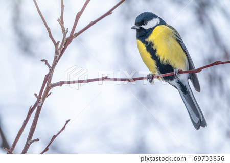Cute bird Great tit, songbird sitting on a branch without leaves in the autumn or winter. 69733856