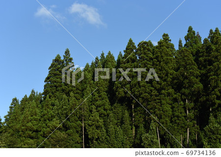 雪松山和藍天 69734136