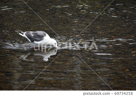 Seagulls drinking river water Seagulls drinking river water 69734258