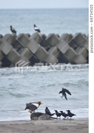 Steller's sea eagle and crows (Hokkaido) Steller's sea eagle and crows (Hokkaido) 69734505