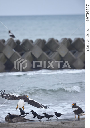 Steller's sea eagle and crows (Hokkaido) Steller's sea eagle and crows (Hokkaido) 69734507
